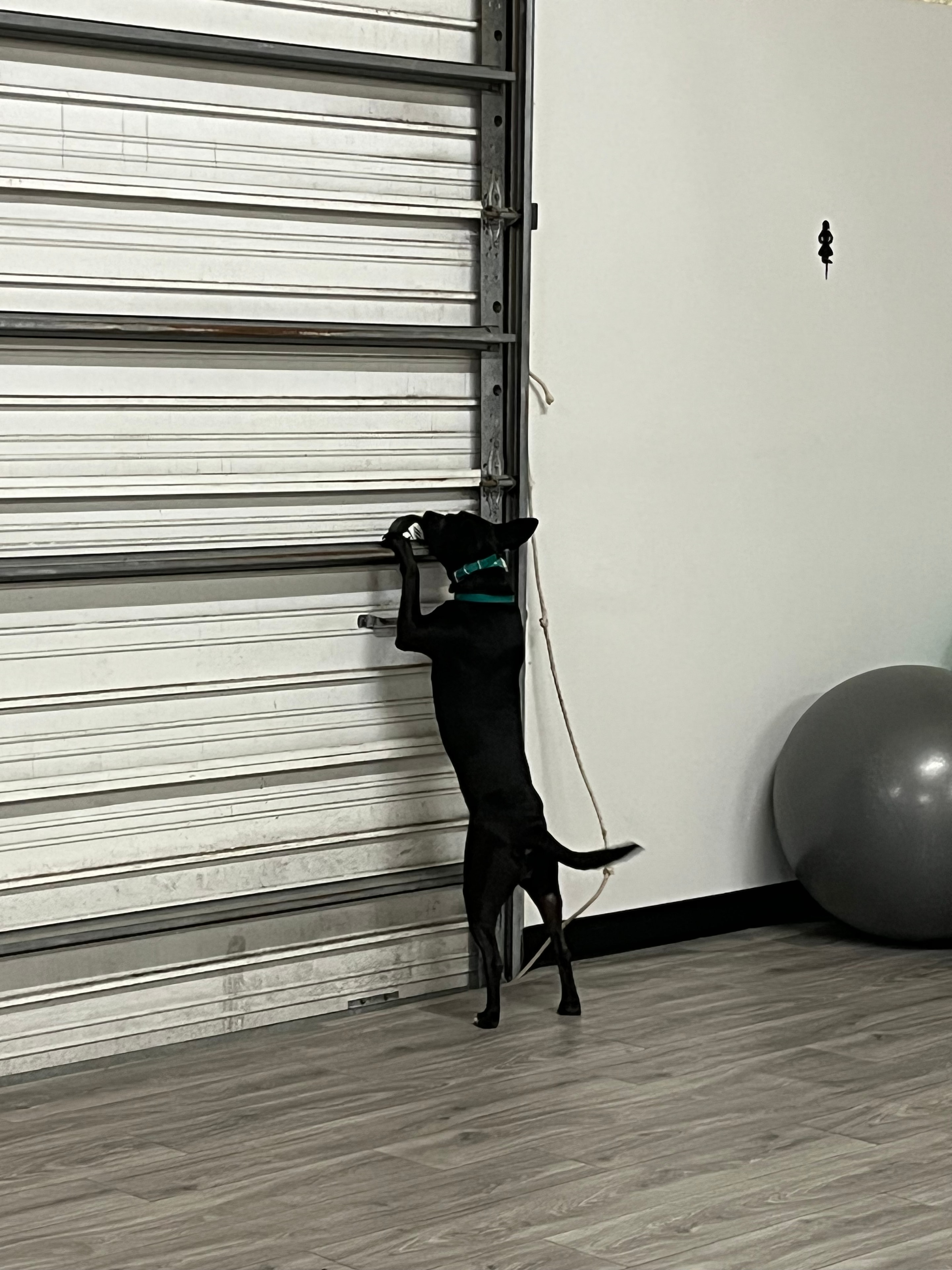 Black dog leaping during indoor training session