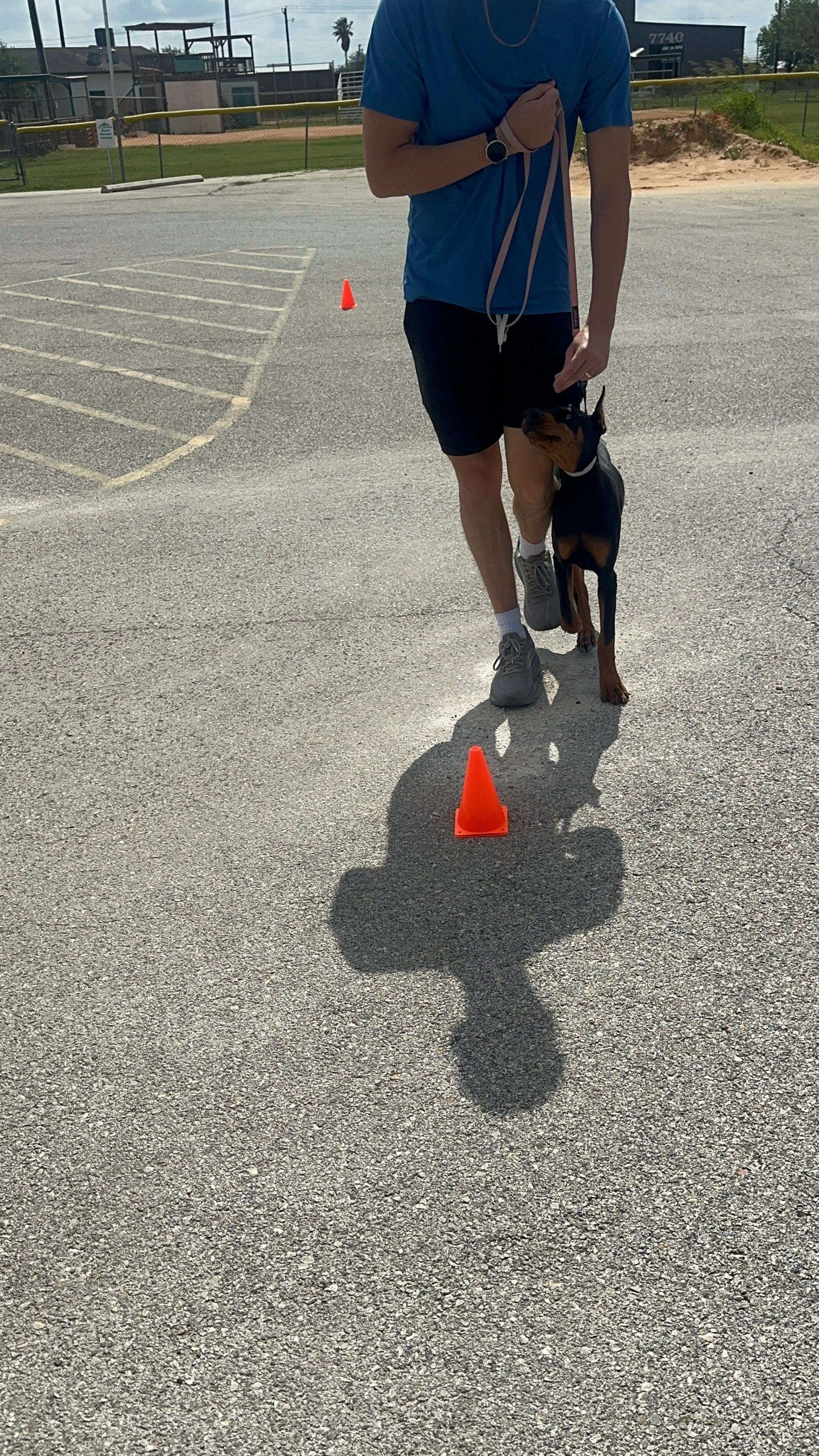 Handler heeling a Doberman through orange cones in a parking lot