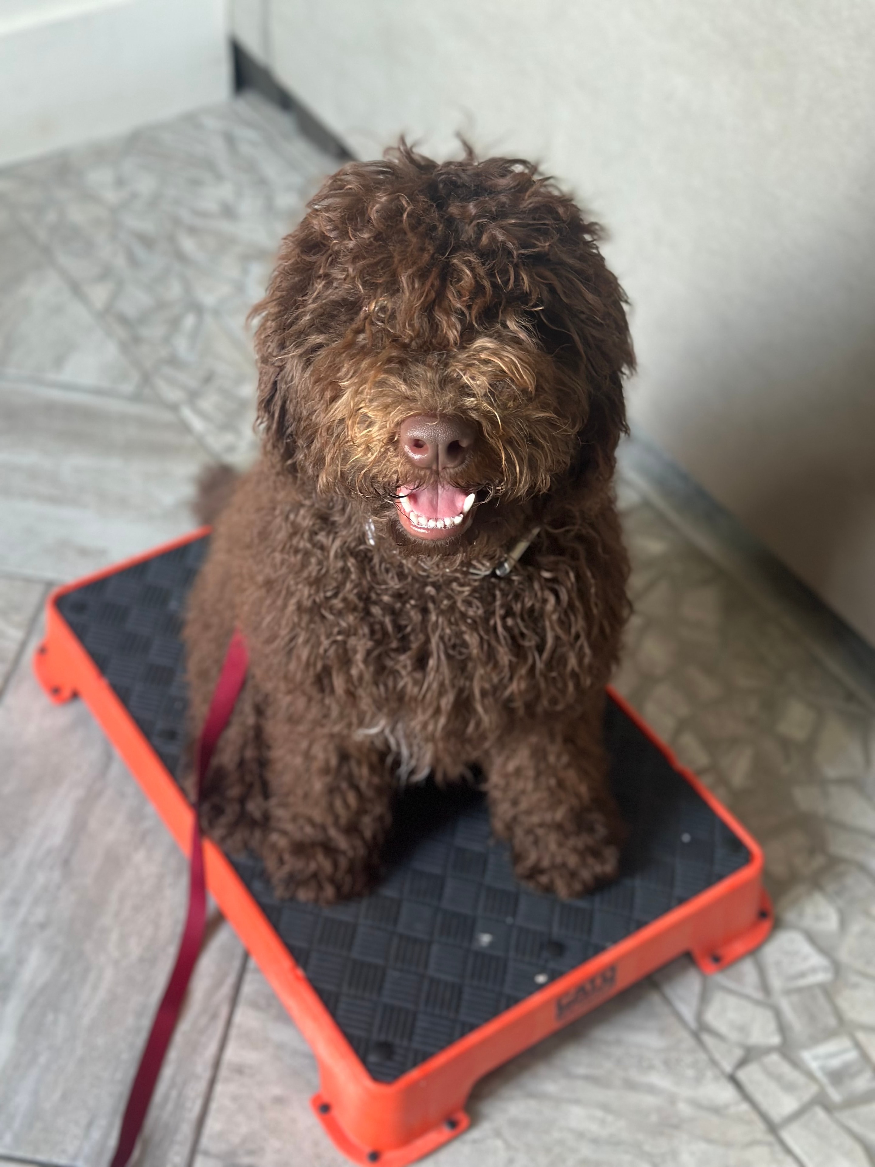 Happy brown doodle sitting on an orange place board during training