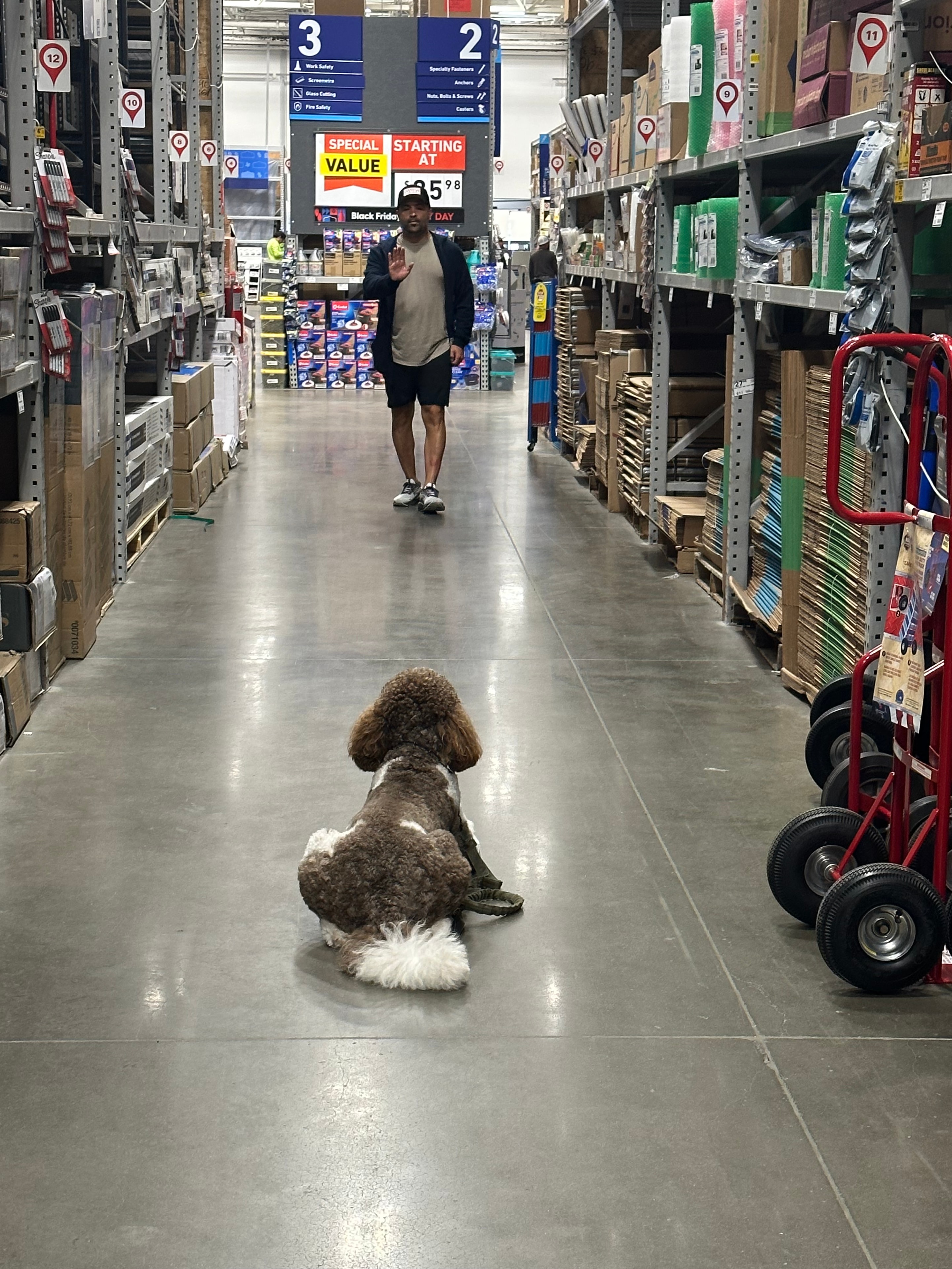 Doodle in a down-stay in a hardware store aisle during public access training