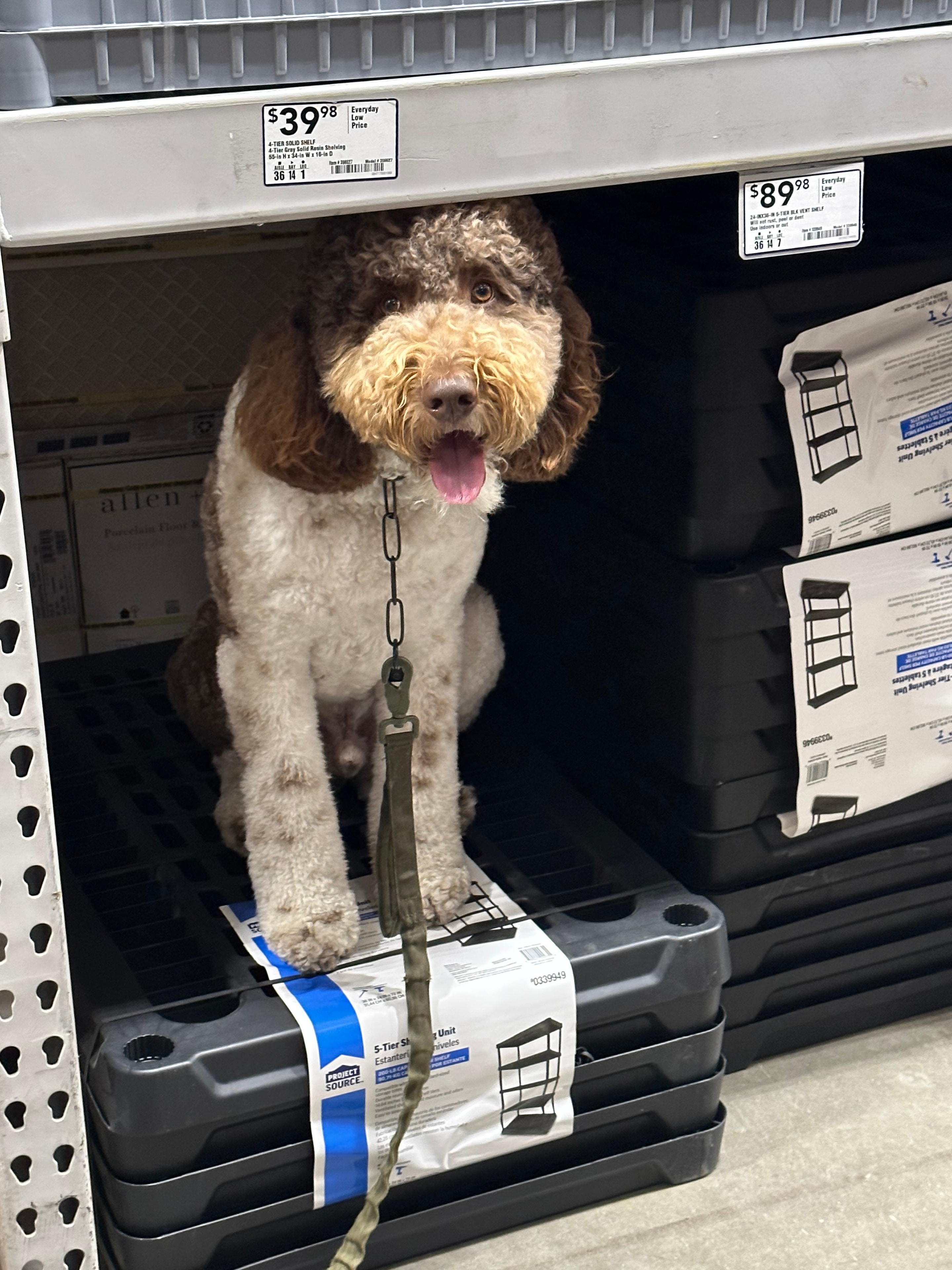 Curly doodle relaxing on a store shelf during public access training