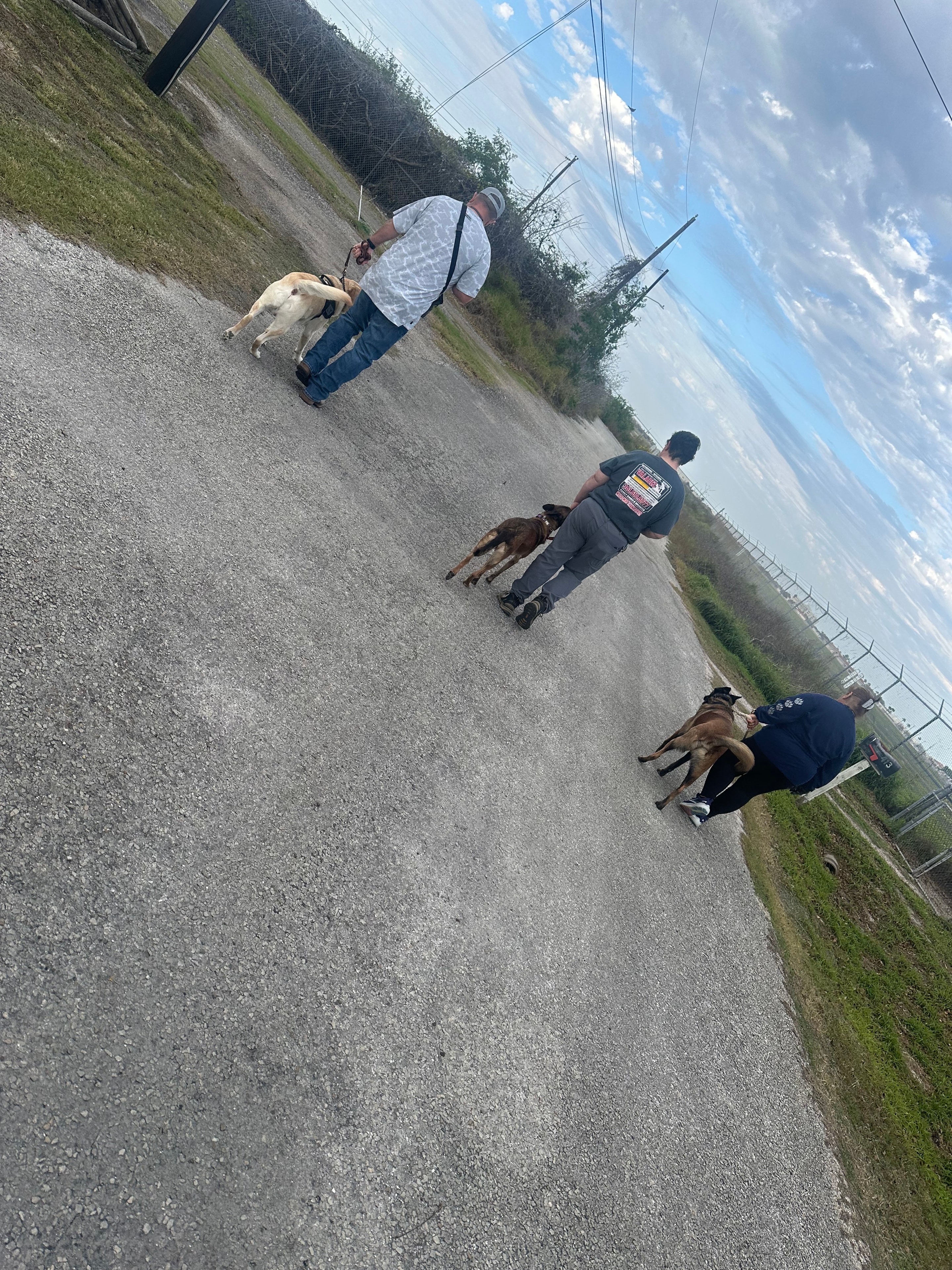 Group of handlers walking dogs in heel position along a gravel road during class