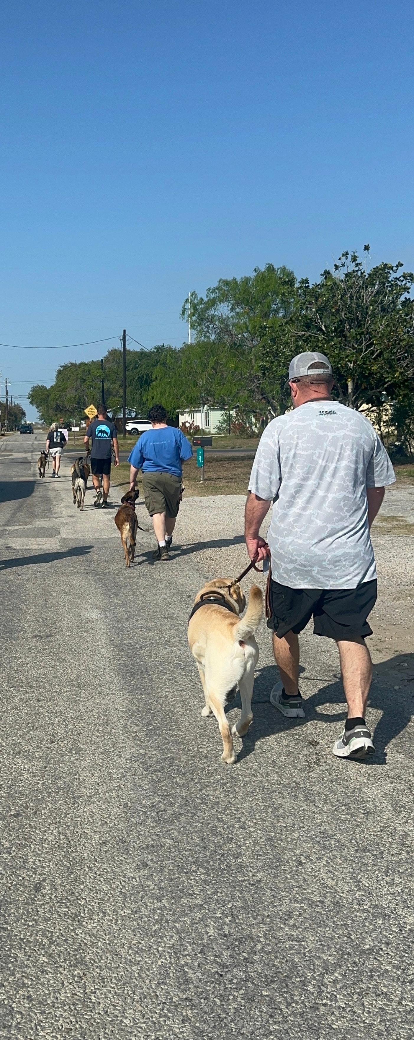Multiple handlers walking dogs down a residential street during group class