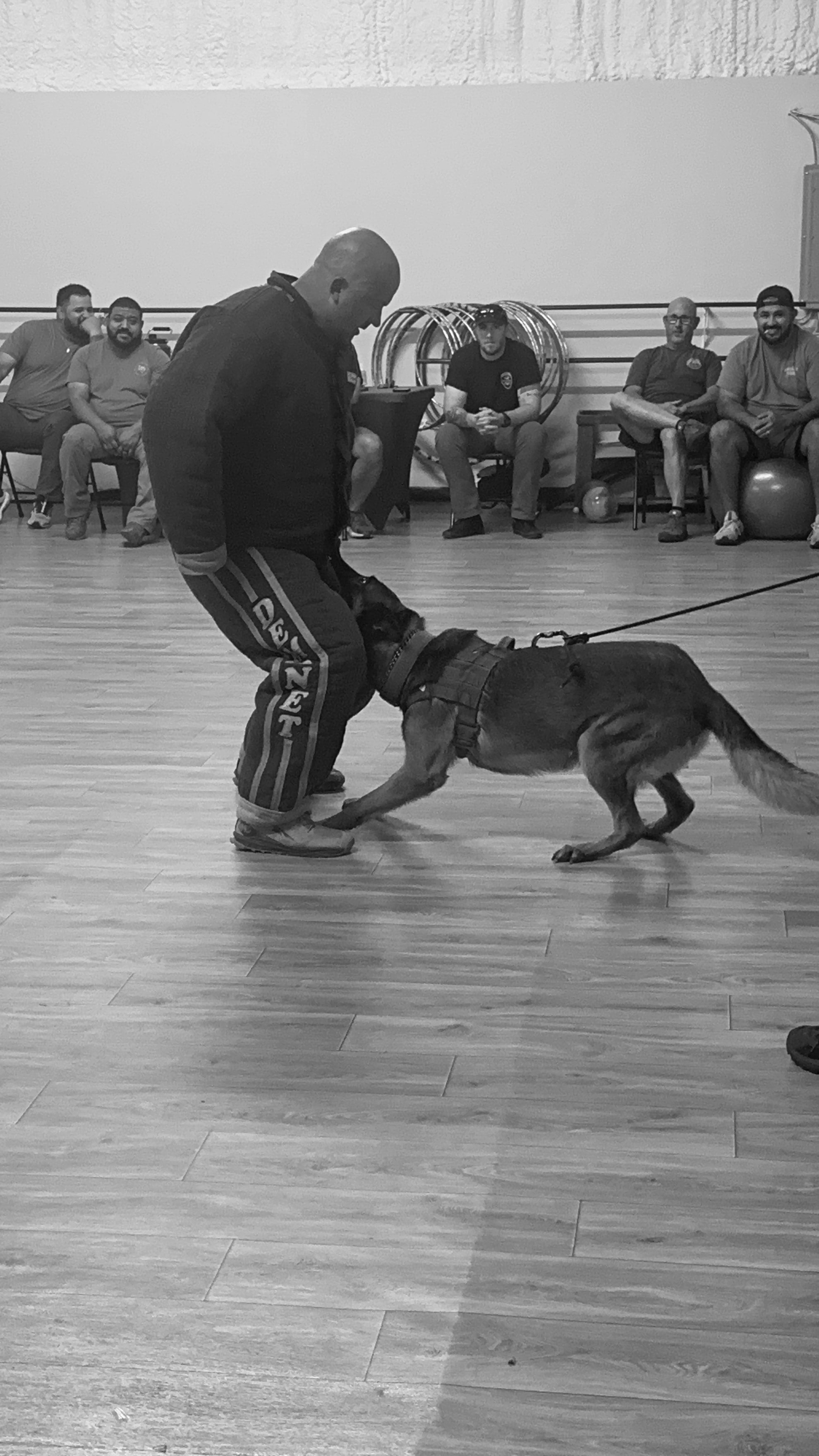 Handler demonstrating GSD bite work to a seated audience in a training hall