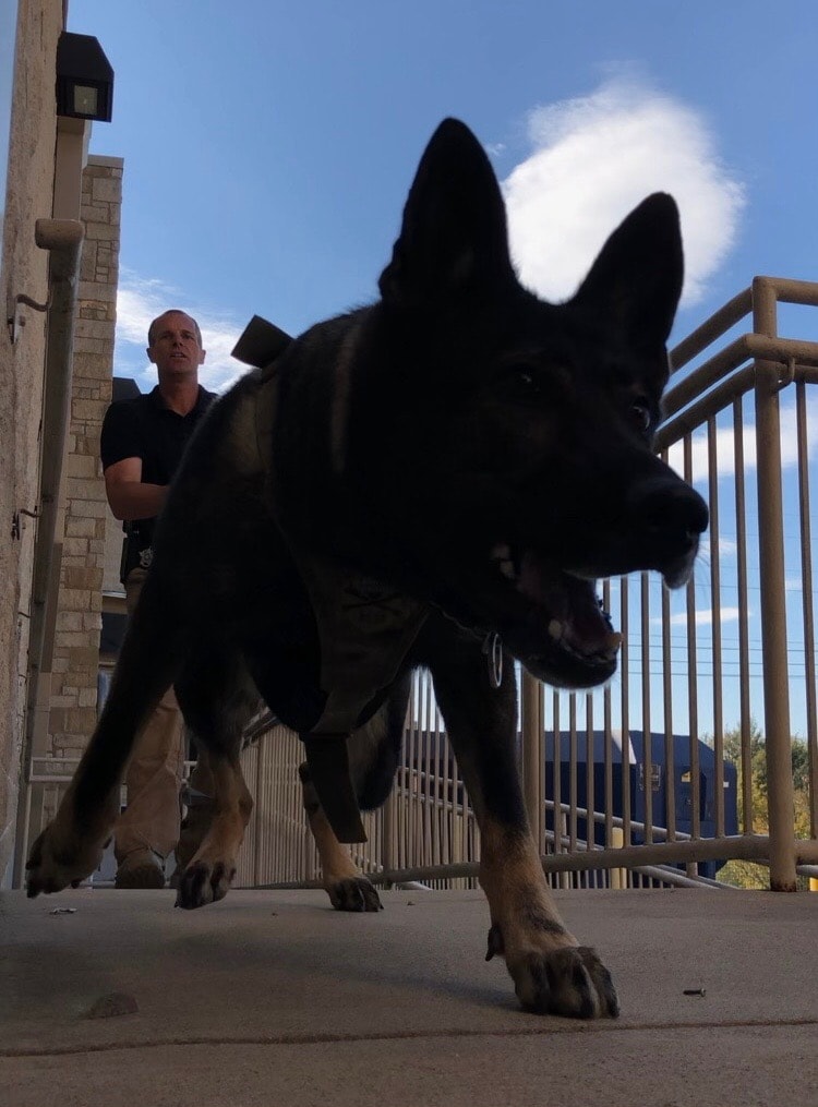 GSD K9 in harness approaching camera at low angle with handler behind on a walkway