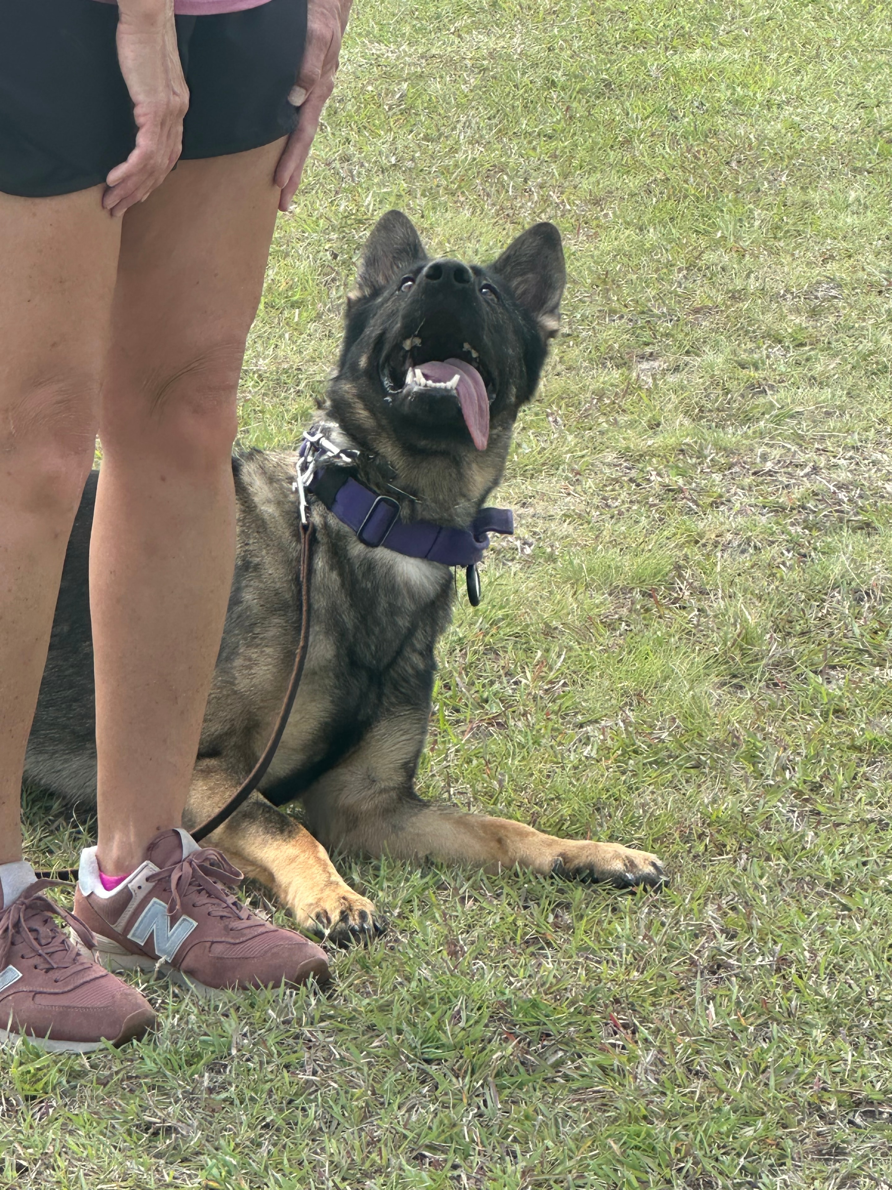 Young GSD puppy rolling playfully in the grass during an outdoor training session