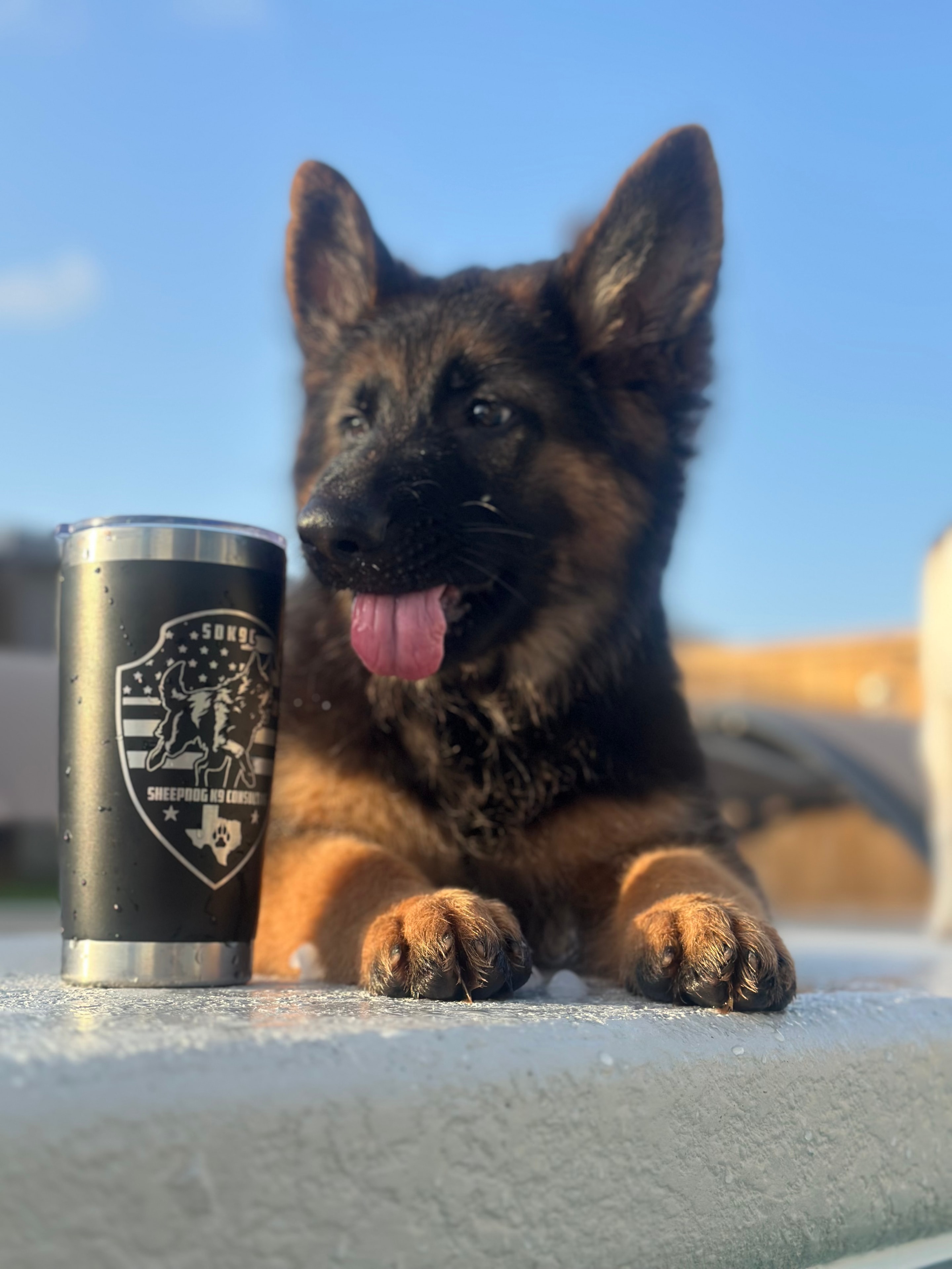 German Shepherd puppy with Sheepdog K9 Co branded tumbler