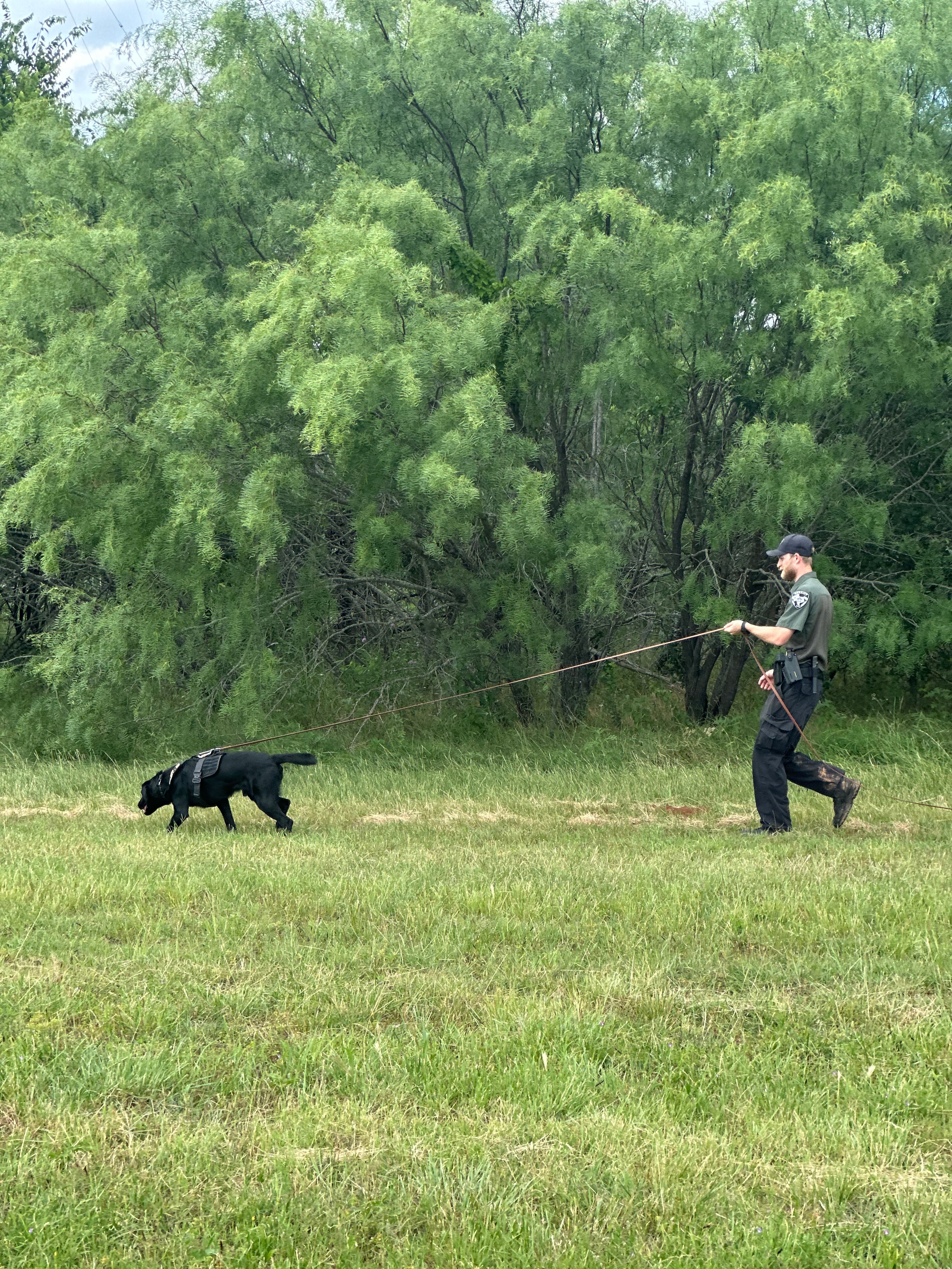 Handler working a black Lab on a long line through a green field during tracking training