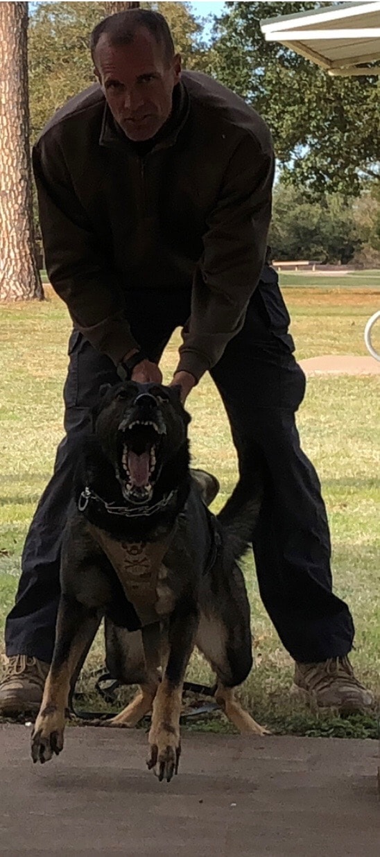 Handler controlling a barking GSD during aggression training outdoors