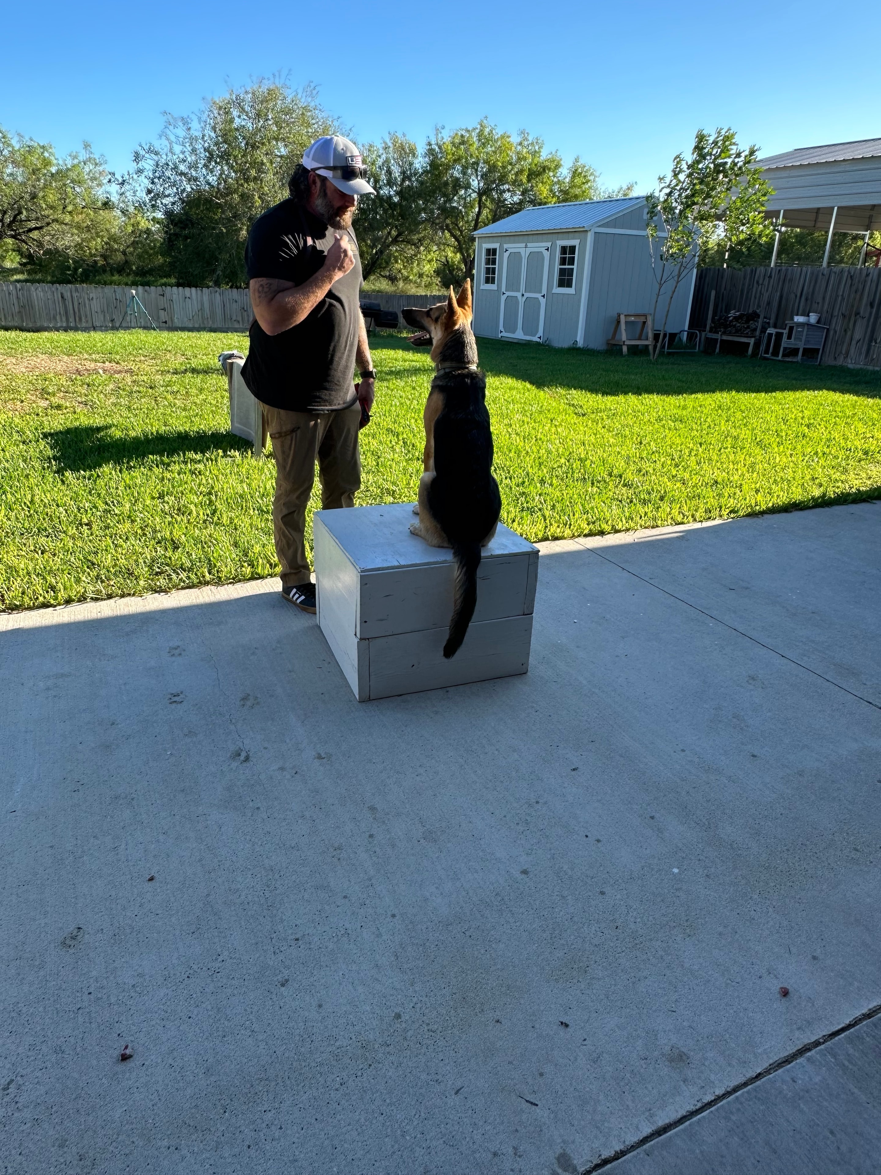 Handler working with GSD on a place box in an outdoor yard setting
