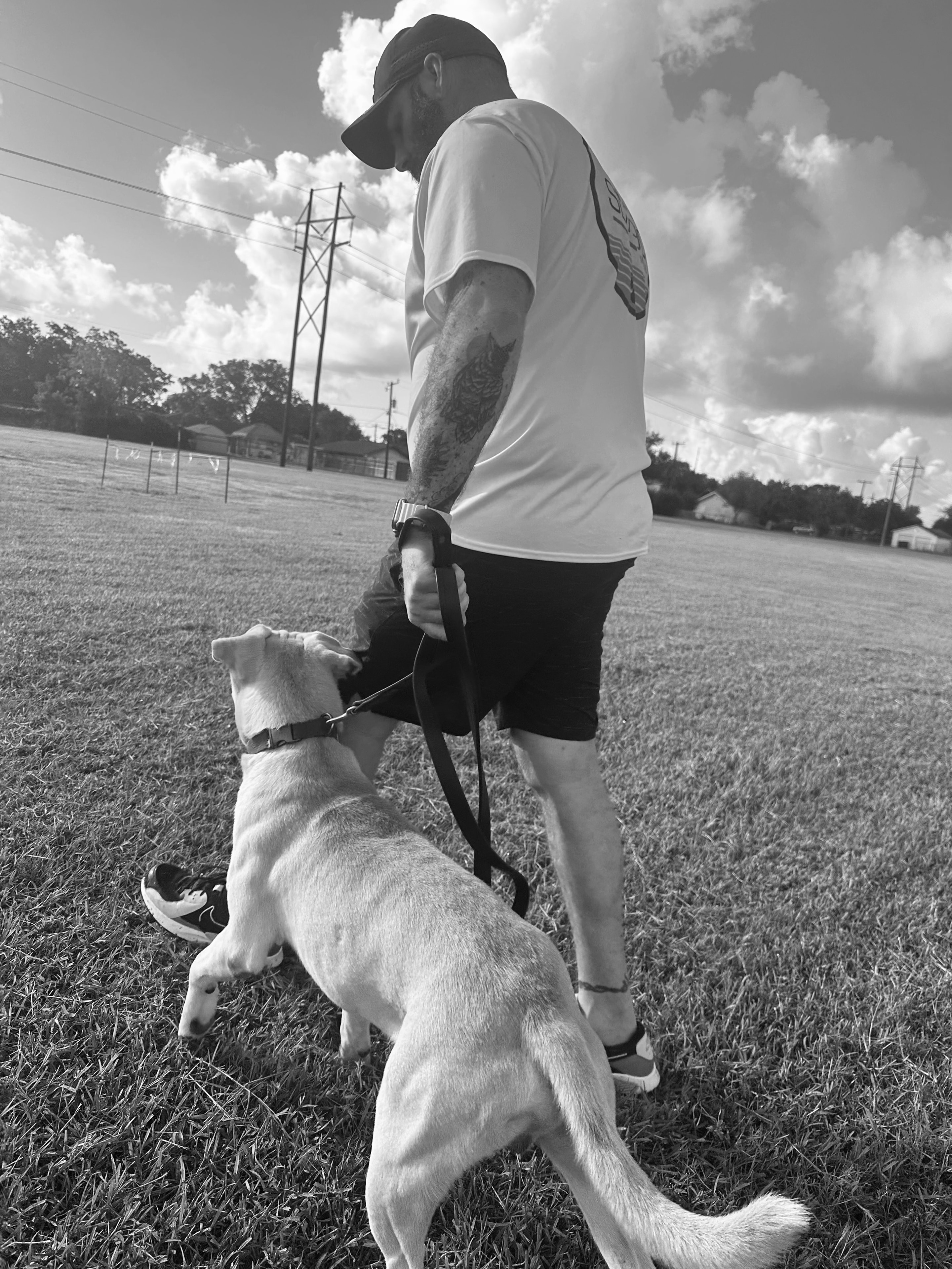 Handler working with a yellow Lab on leash in an open field, black and white