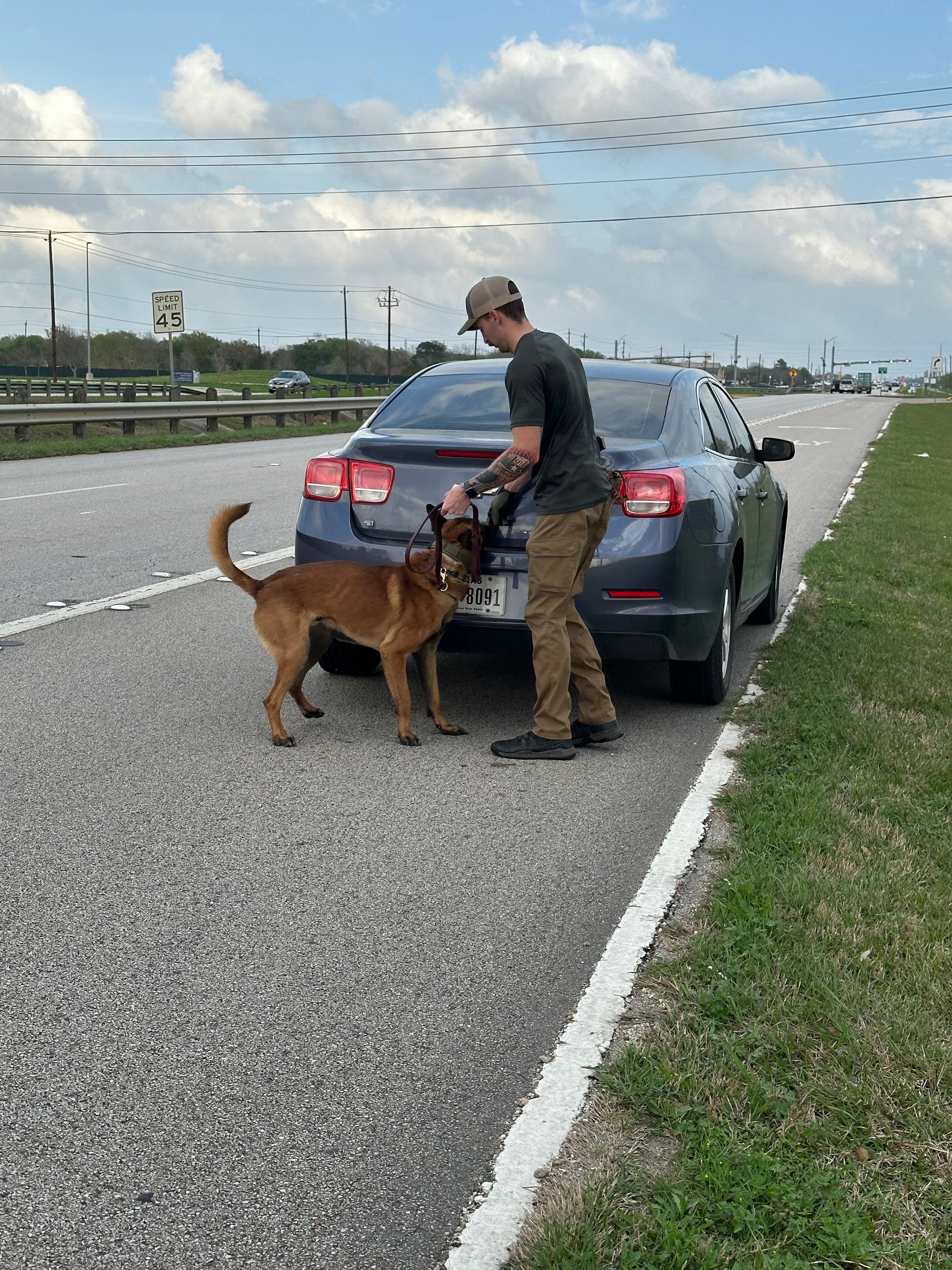 Handler working Malinois around a vehicle during odor detection training on a roadside