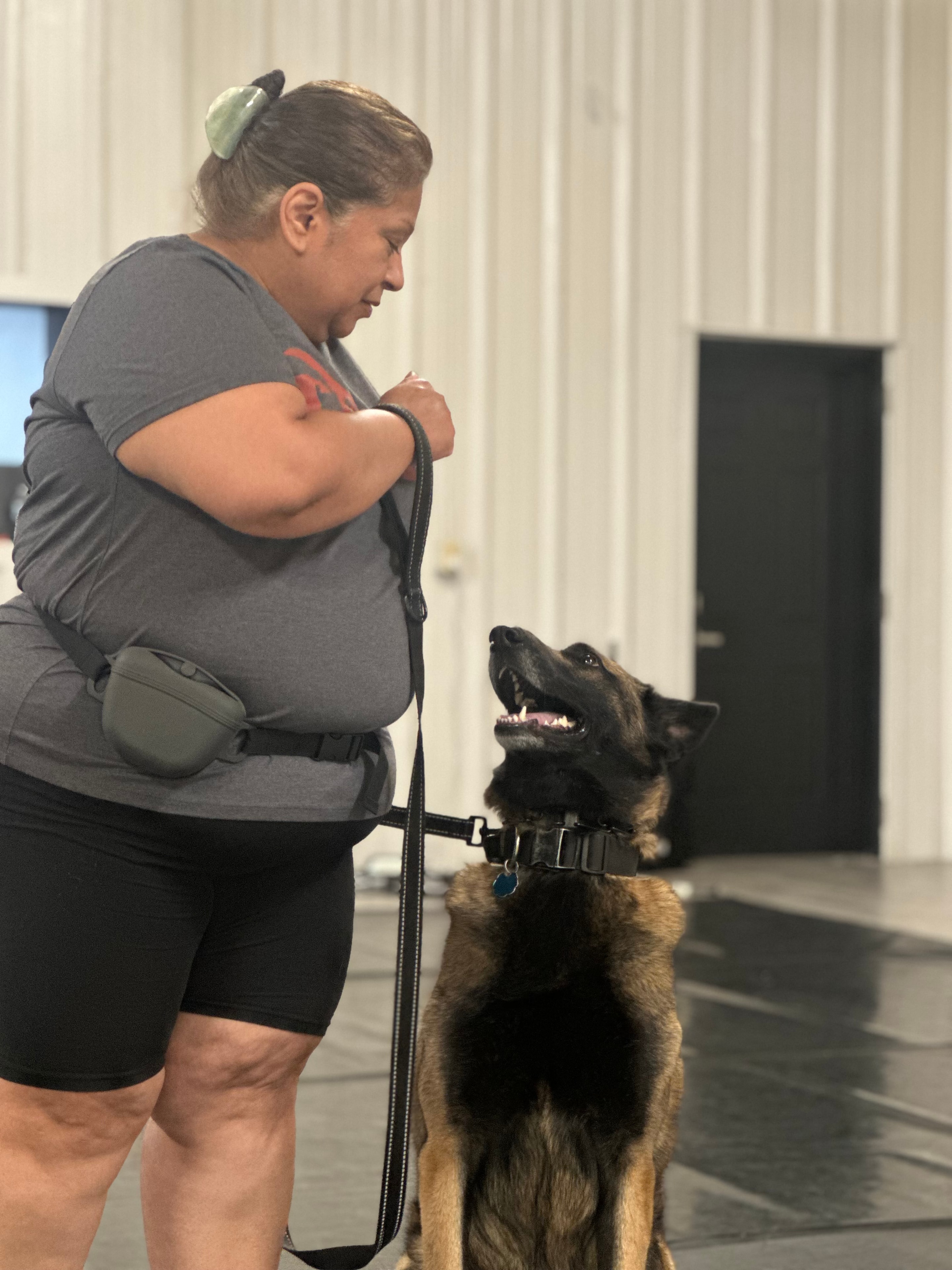 Handler working with Belgian Malinois on focus and attention indoors