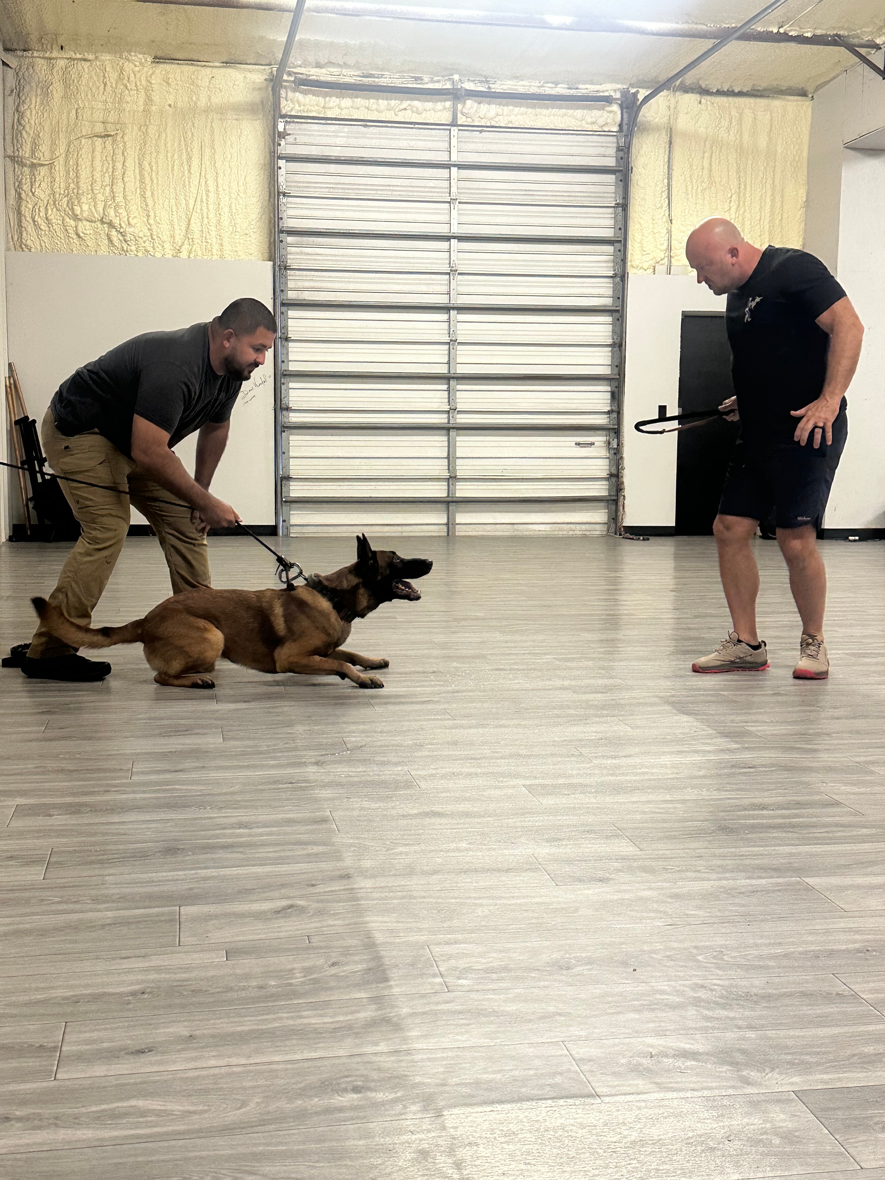 Two handlers working with a Belgian Malinois jumping indoors