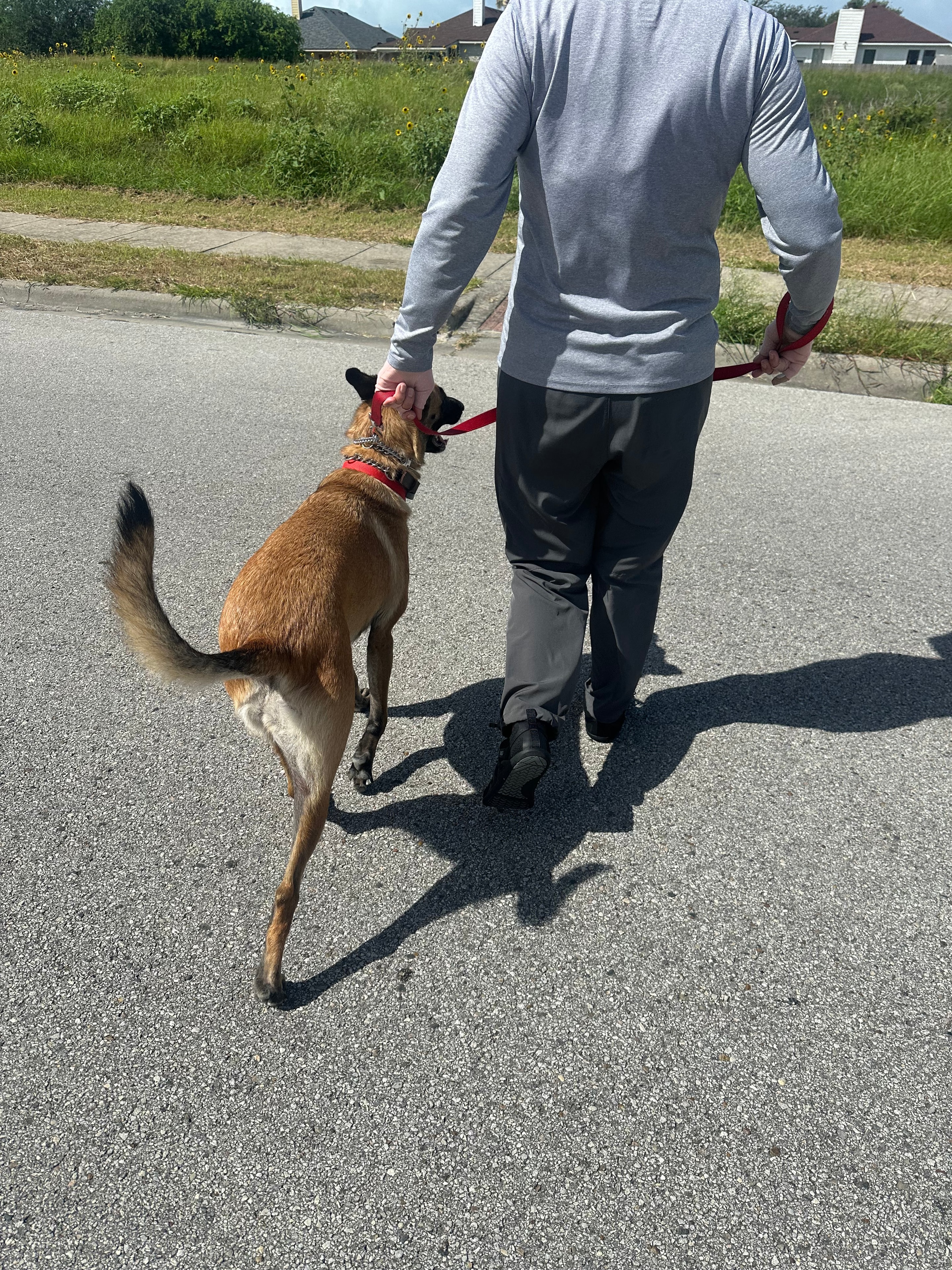 Belgian Malinois heeling closely beside handler on a road