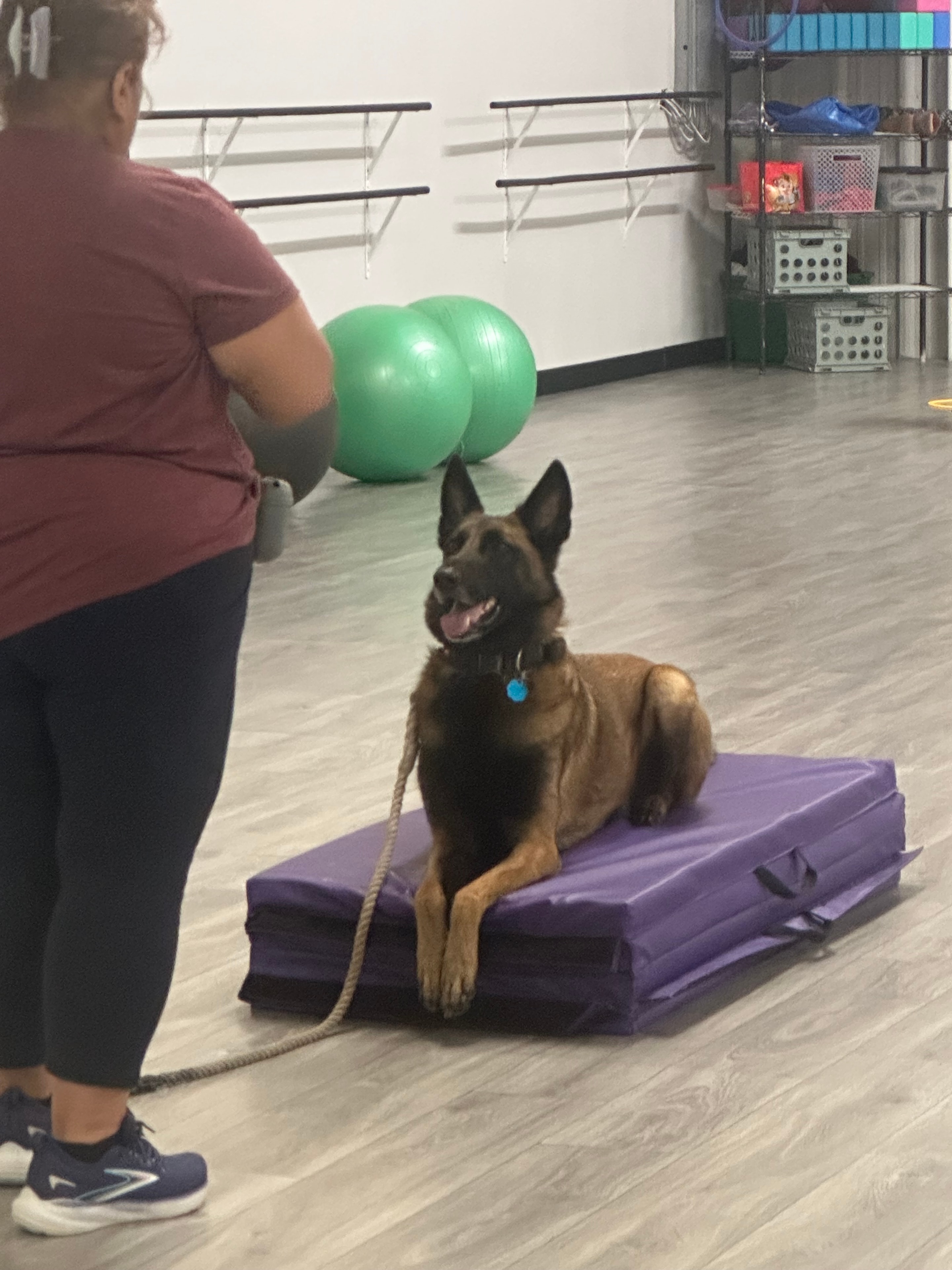 Belgian Malinois on a purple place board during indoor training session