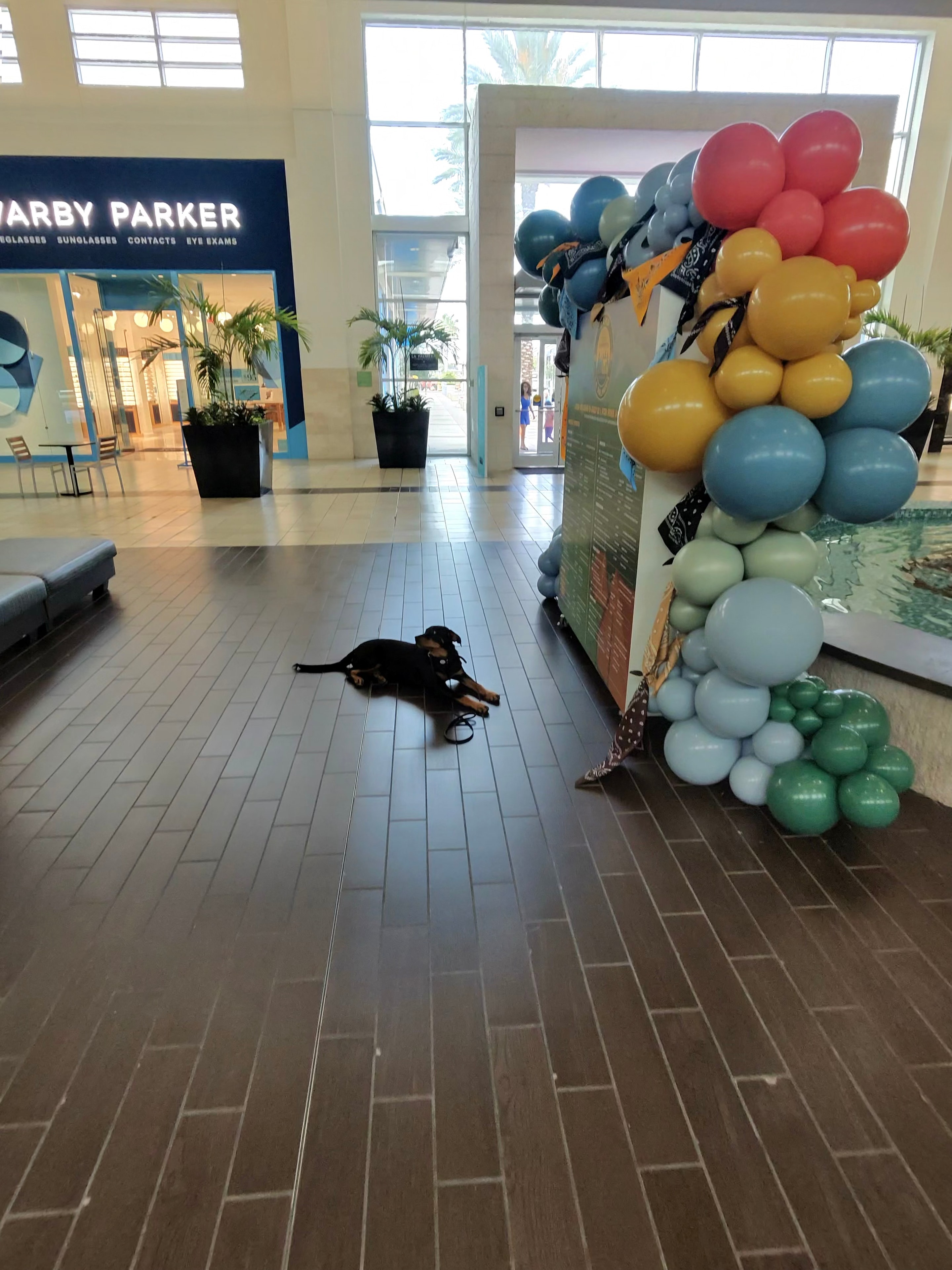 Rottweiler puppy relaxing on mall floor next to colorful balloon display