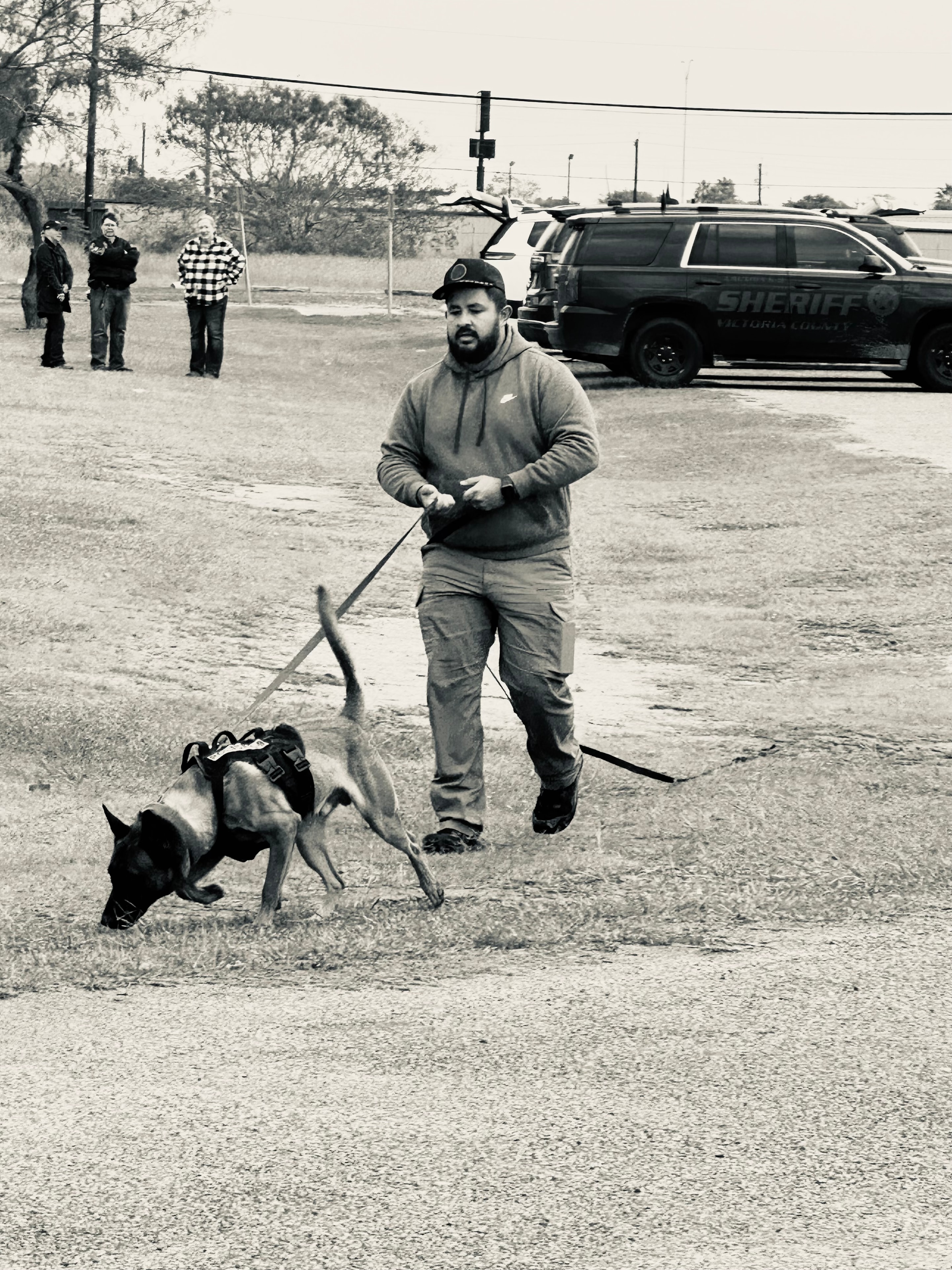 Sheriff handler running with Malinois on tracking lead near patrol vehicle, black and white