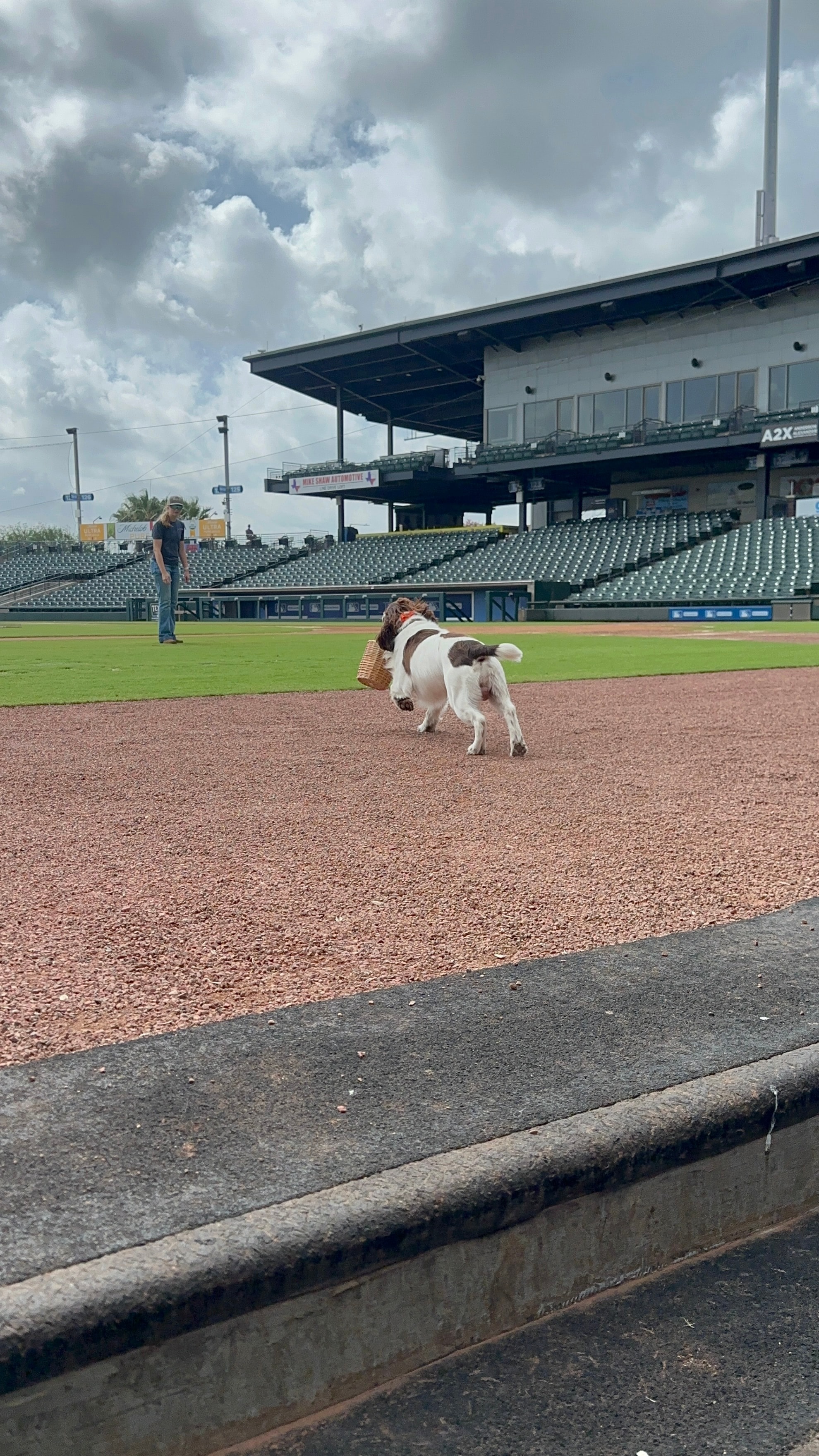 Spaniel carrying basket on baseball field during scent work exercise