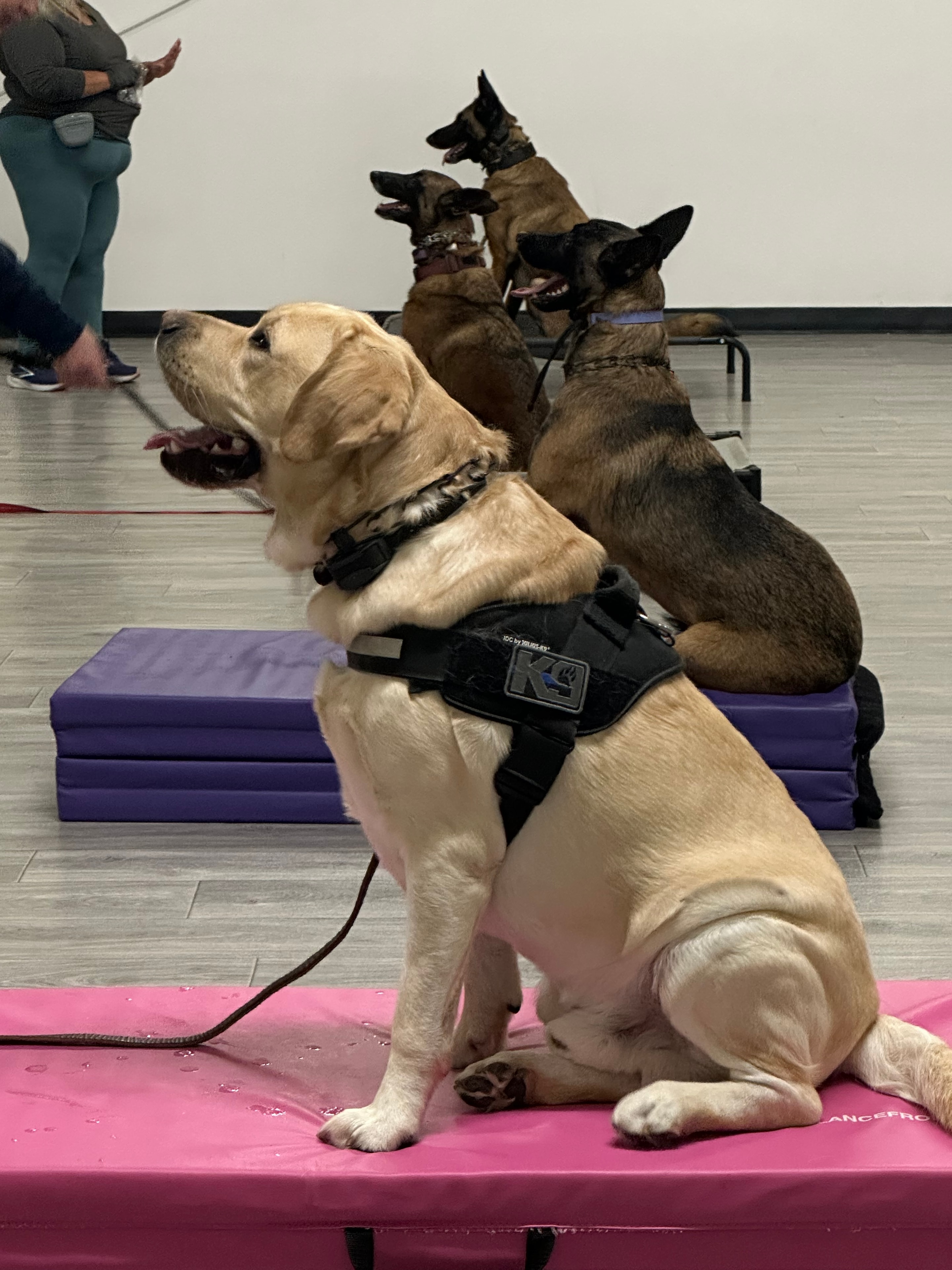 Yellow Lab and Malinois in K9 harnesses during indoor group class