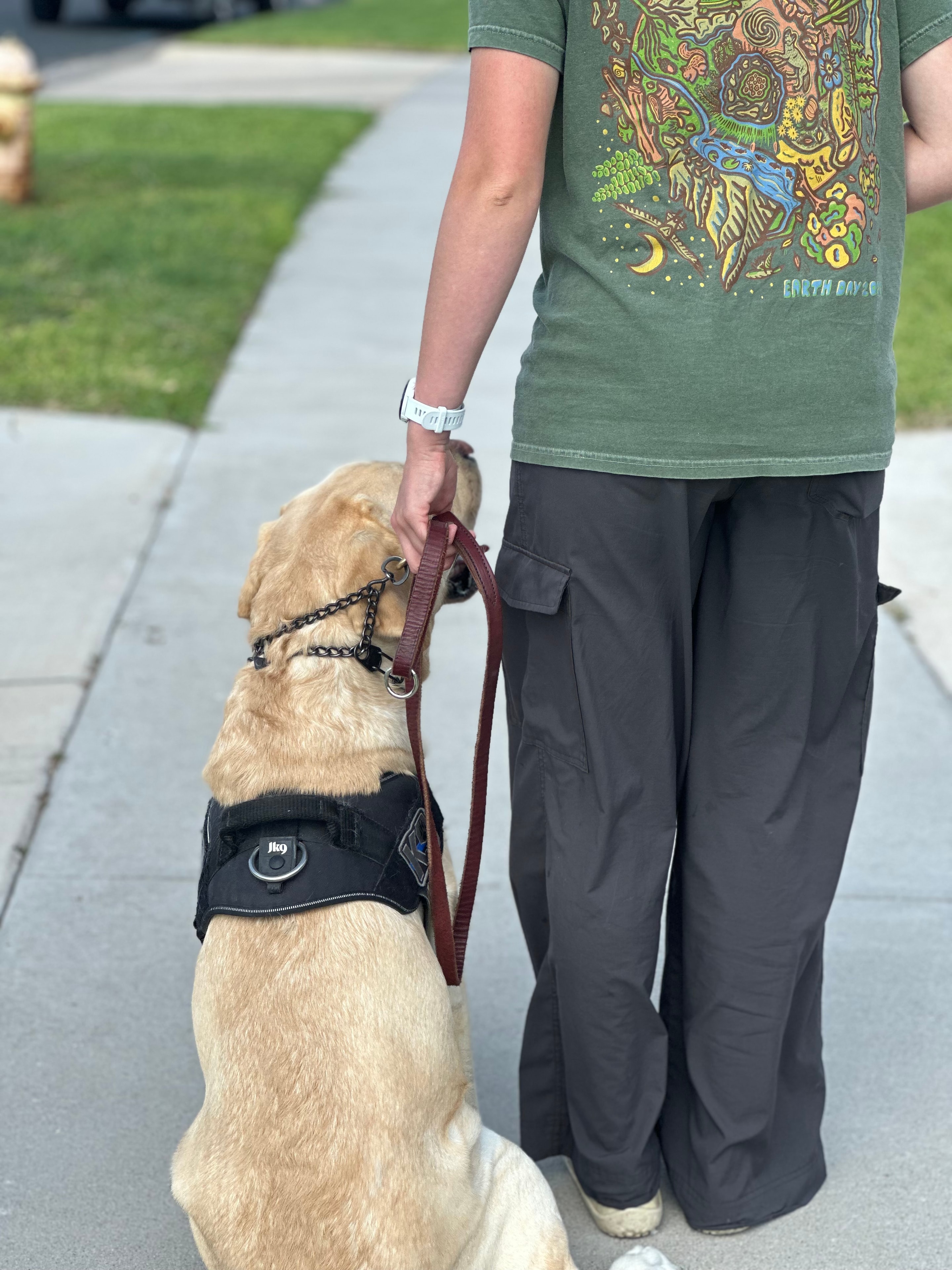 Yellow Labrador in harness walking attentively beside handler on sidewalk
