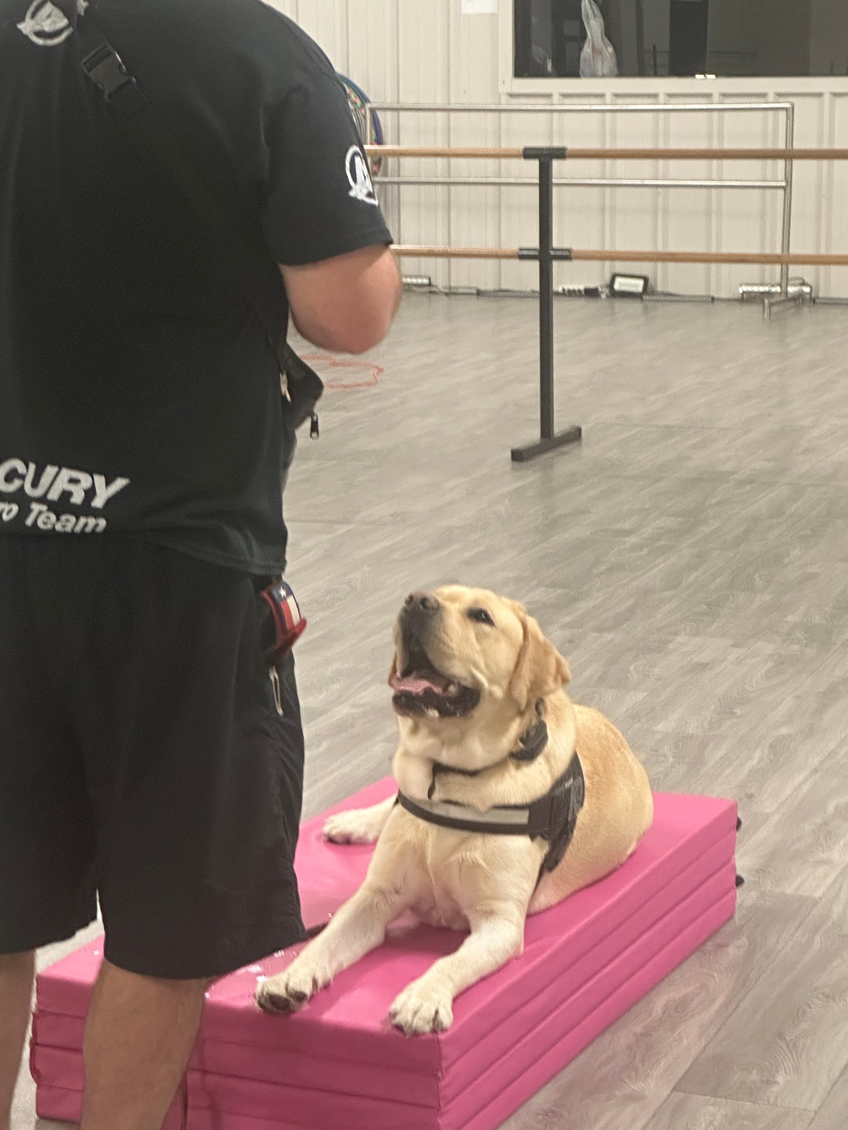 Yellow Lab in harness on a pink place board during indoor obedience training